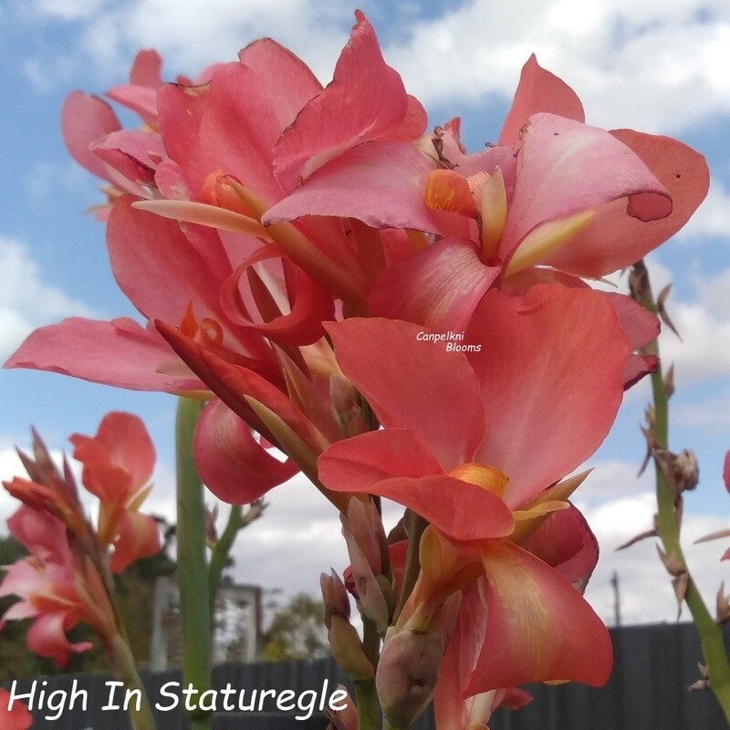 canna lily High In Stature