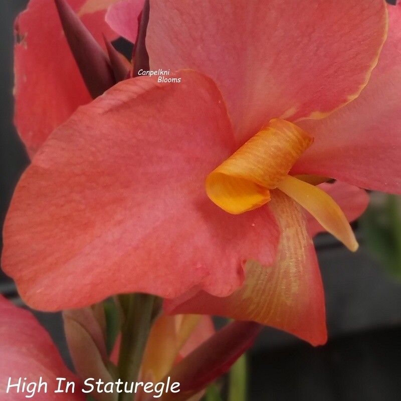 apricot and pink flowering canna High In Stature Gle cannas