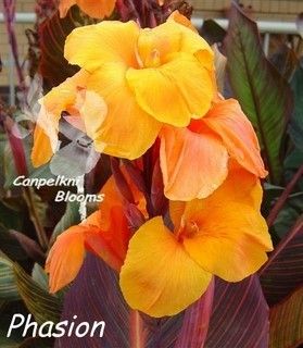 Canna Phasion, 1.8m tall