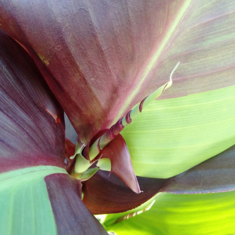 Canna Yellow King Humbert, 2.2 m tall