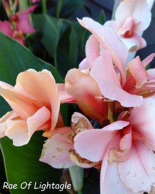 Canna Rae Of Light, 1.5m tall 