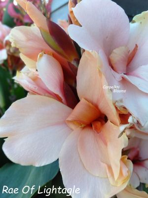 Canna Rae Of Light, 1.5 meters tall