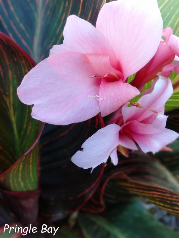 Canna Pringle Bay, 80 cm tall