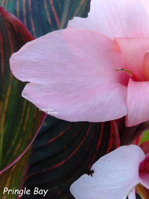 Canna Pringle Bay, 80 cm tall