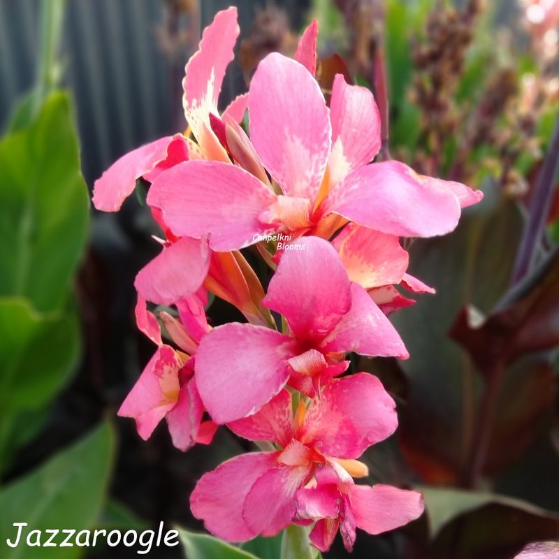 Canna Jazzaroo, 1.5 m tall