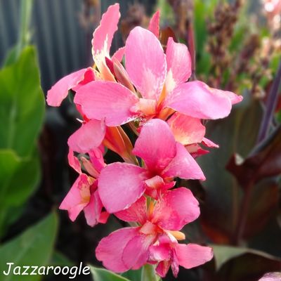 Canna Jazzaroo, 1.5 m tall