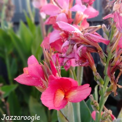 Canna Jazzaroo, 1.5 m tall