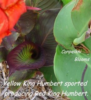 Canna Red King Humbert, 2m tall
