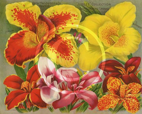 Canna Lily Plants For Sale, Cheap Cannas x 10