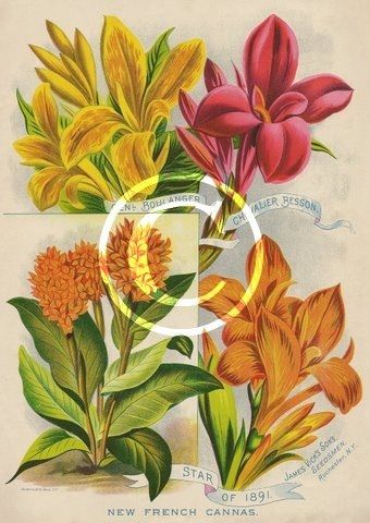 Cheap Plants For Sale Cannas x 10