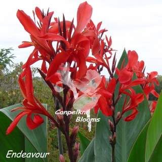 Canna Endeavour, 1.8 m tall