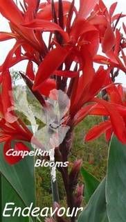 Canna Endeavour, 1.8 m tall