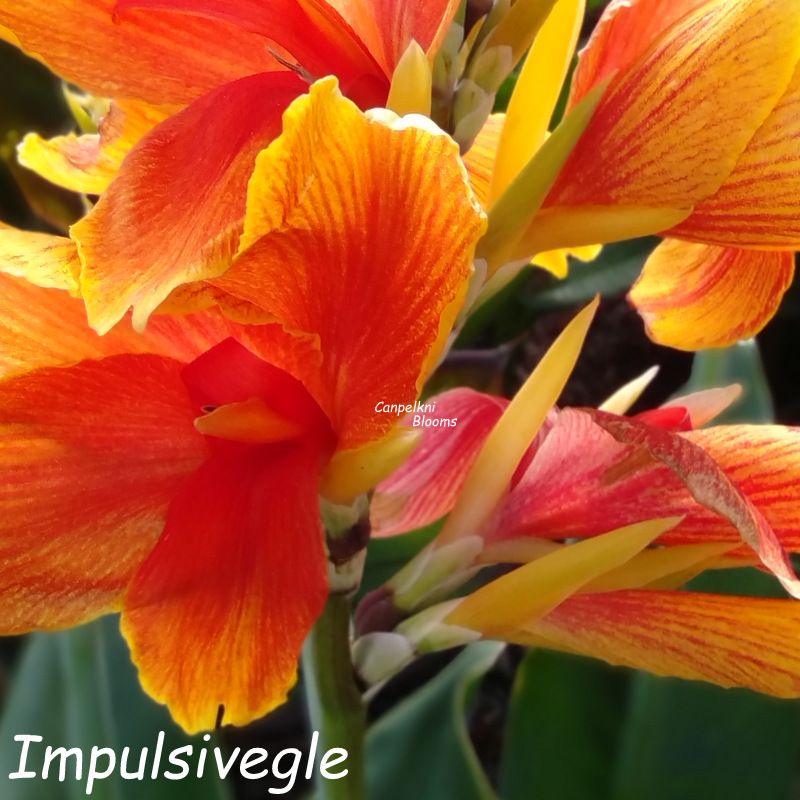 Canna Impulsive