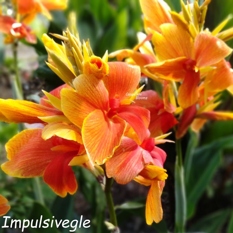 Canna Impulsive