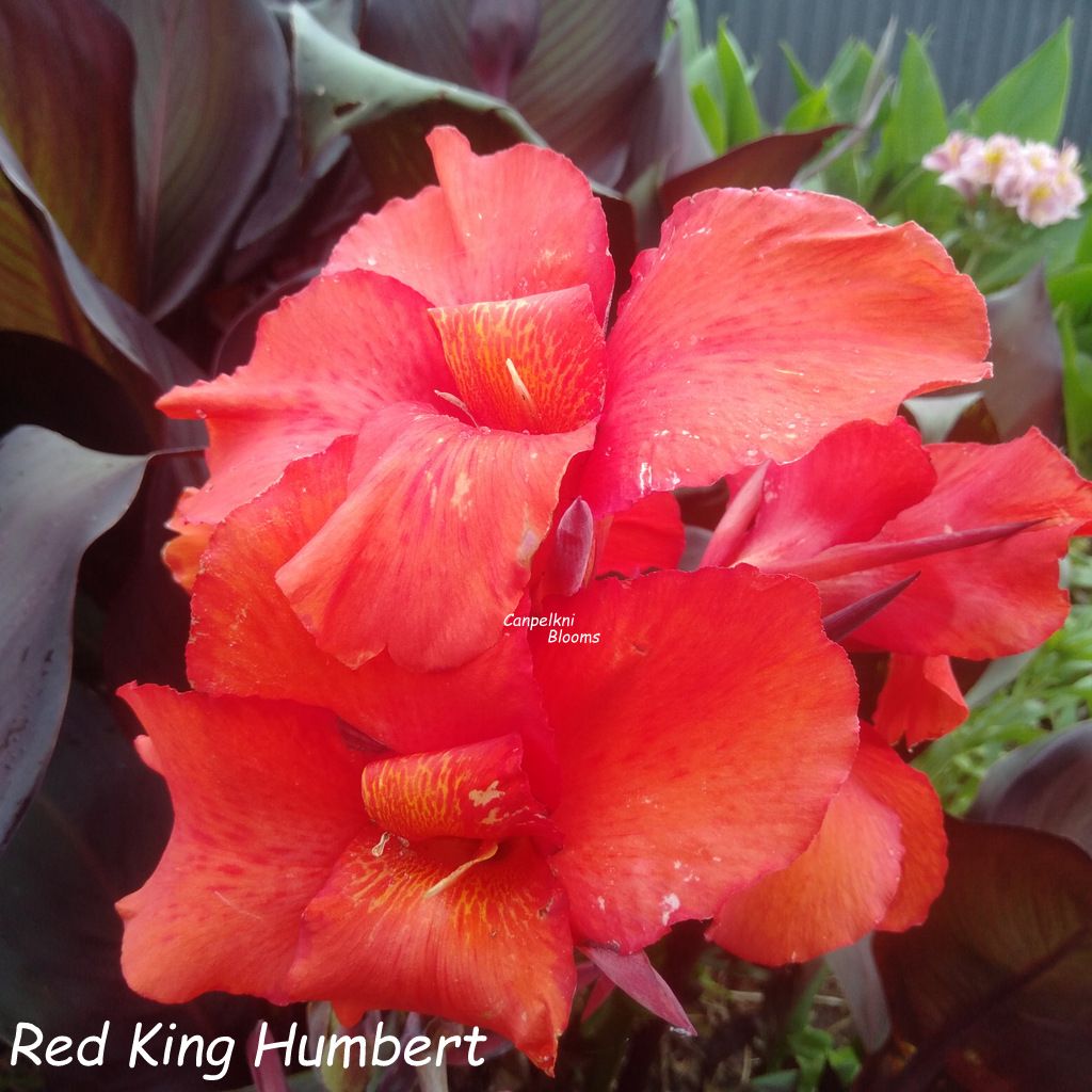 Canna Red King Humbert, 2m tall