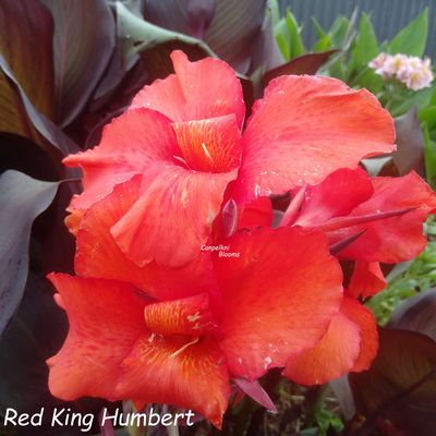 Canna Red King Humbert, 2m tall