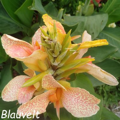 Canna Blauvelt, 1.5 meters tall