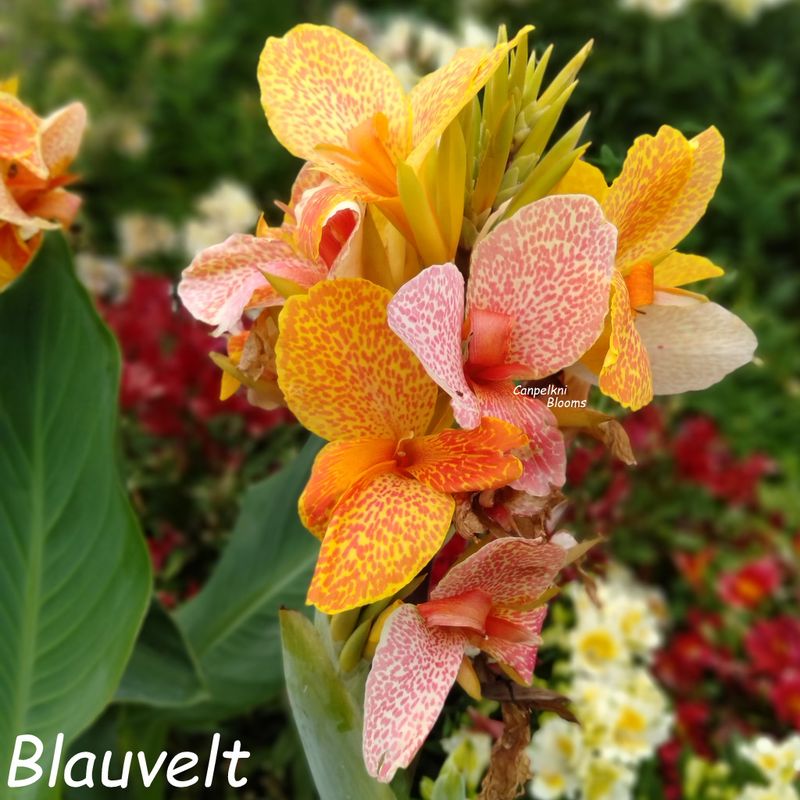Canna Blauvelt, 1.5m tall