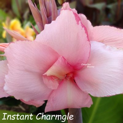 Canna Instant Charm, 1.5m tall