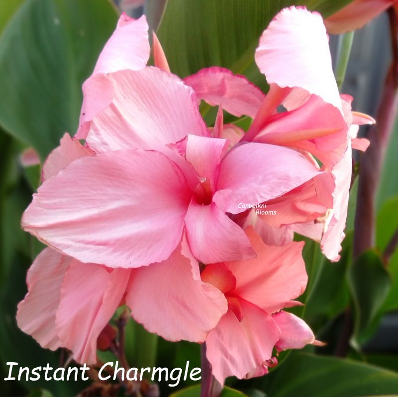 Canna Instant Charm, 1.5m tall