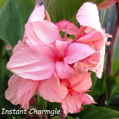 Canna Instant Charm, 1.5m tall