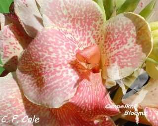 Canna C. F. Cole, 1.3 meters tall