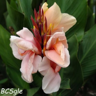 Canna BCS, 85 cm tall