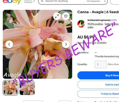 Canna Avagle, 2 meters tall