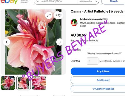 Canna Artist Palletgle, 1 meter tall