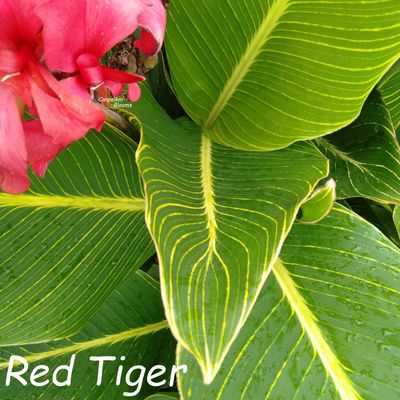 Canna Red Tiger, 1.7 meters tall