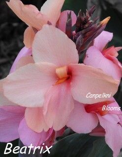 Canna Beatrix, 1 meter tall