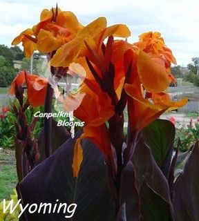 Canna Wyoming, 2.1 meters tall