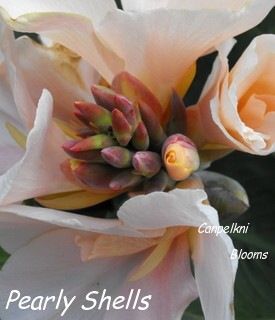 Canna Brae Pearly Shells, 1.1 meters tall