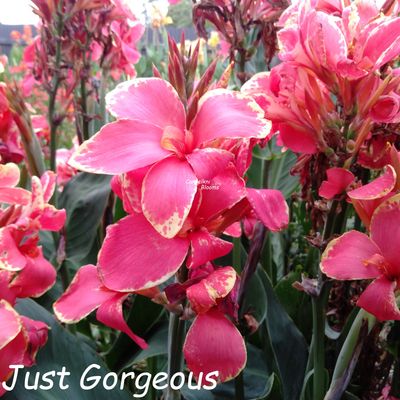 Canna Just Gorgeous, 1.5 meters tall
