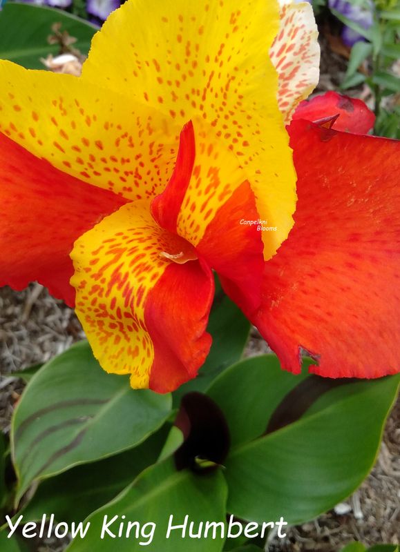 Canna Yellow King Humbert, 2.2 meters tall