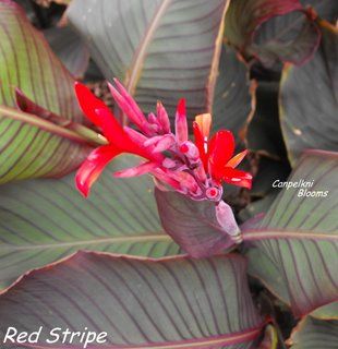 Canna Red Stripe, 2.6m tall