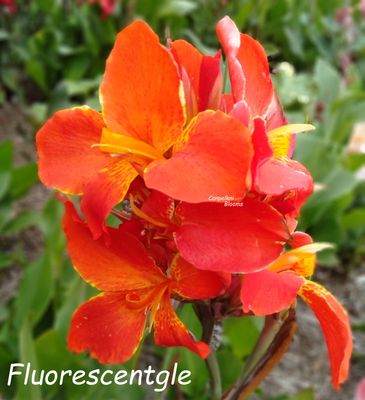 Canna Fluorescent, 1.7 meters tall