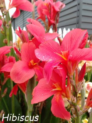 Canna Hibiscus, 1.7 meters tall