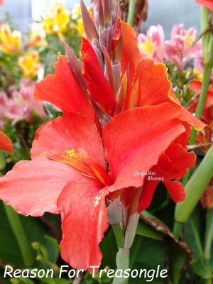 Canna Reason for Treasongle, 1.9 meters tall
