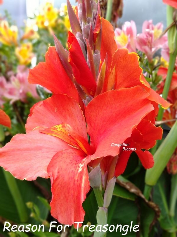 Canna Reason for Treasongle, 1.9 meters tall