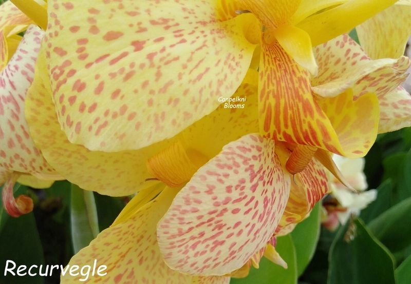 Canna Recurve, 1.6 meters tall