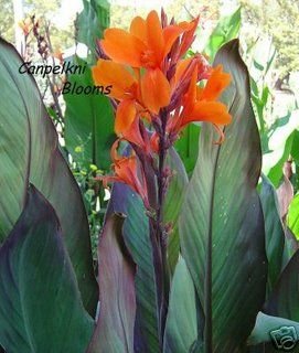 Canna Verdi, 1.8 meters tall