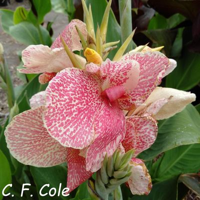 Canna C. F. Cole, 1.3 meters tall