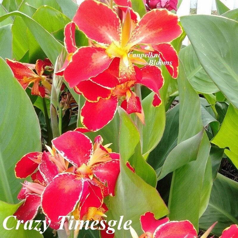 Canna Crazy Times, 1.6m tall