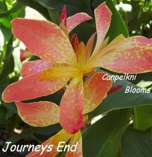 Canna Journeys End, 1.2 meters tall