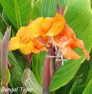Canna Bengal Tiger, 1.8 meters tall