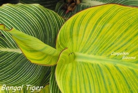 Canna Bengal Tiger, 1.8 meters tall