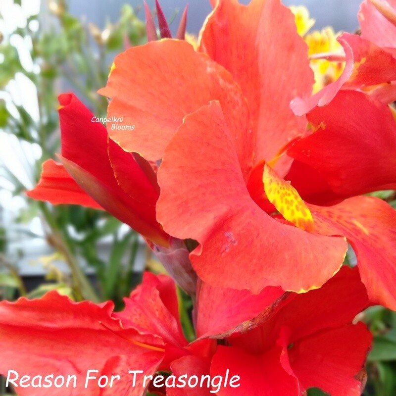 Canna Reason for Treasongle, 1.9 meters tall