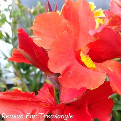 Canna Reason for Treasongle, 1.9 meters tall