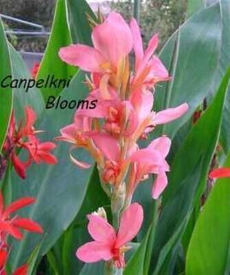 Canna Erebus, 1.6 meters tall